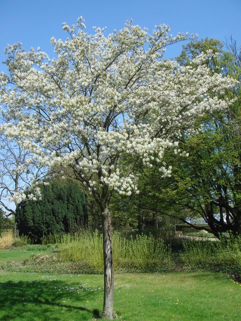 Amelanchier canadensis en fleur